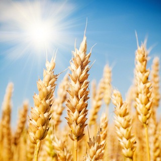 Логотип @portalapk55 - Портал сельского хозяйства Омской области