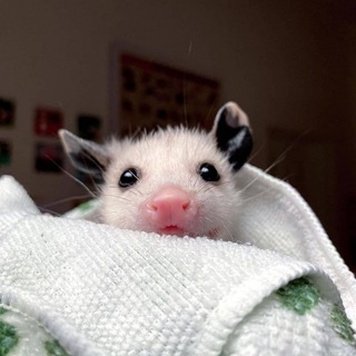 Логотип @possumemes - Меми про опосумів🇺🇦