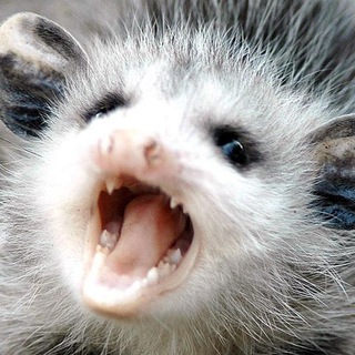 Логотип @possums_here - опоссумы на месте