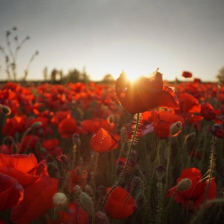 Логотип @posttraumaticstress - Психотравма війни | Станіславська Тетяна