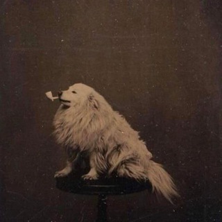 Логотип @posturban - Певко любит музыку и пиво