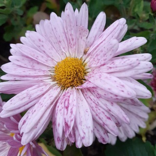 Логотип @posudachim_ob_ogorode - ПосуДАЧИм об огороде