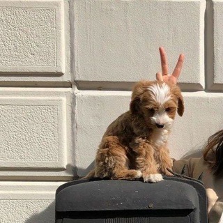 Логотип @potato_advicee - картопляна порада