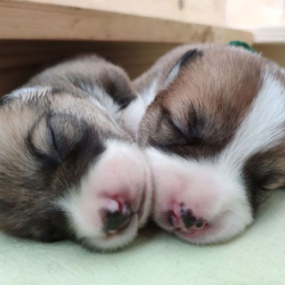 Логотип @potatoes_corgi - 6 кг картошки на ножках