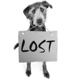 Логотип @poteryashka_minsk - Пропавшие и найденные собаки. Минск и область.