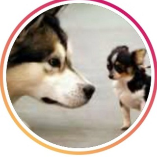 Логотип @poteryashki_korolev - Потеряшки Королёв Найденные/потерянные животные Королёв .Мытищи Щёлково Пушкино https://t.me/poteryashki_korolev