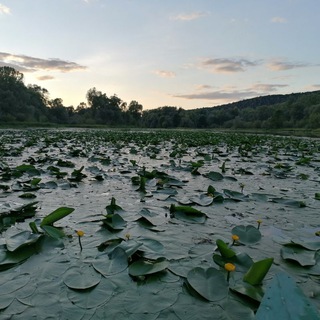 Логотип @potihoomy - Тихая жизнь. Стишки