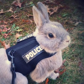 Логотип @poverty_and_dogs - нищета и собаки: annotated