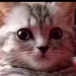 Логотип @powerdasnews - Limonix | News