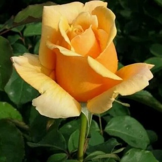 Логотип @pozdraver - Рулетка поздравлений