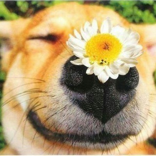 Логотип @Pozitiv08 - Жгучие приколы