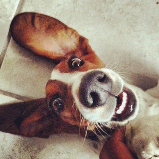 Логотип @pozitiv_dog - Хвостатый позитив