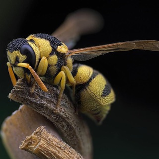 Логотип @poznavalkachat - Давайте обсудим / А вы знали?