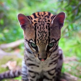 Логотип @pozplanet - Познавательная Планета - Наука и Факты