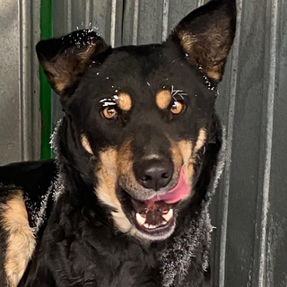 Логотип @ppgnerungri - 🐶ППЖ Нерюнгри 🐶/Пункт передержки животных