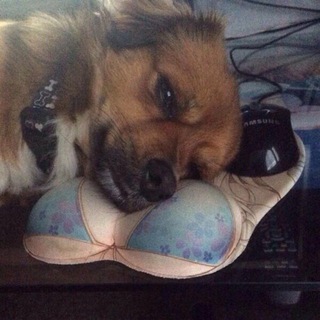 Логотип @pphhaapp - паблик хуйня, админ в психдиспансере