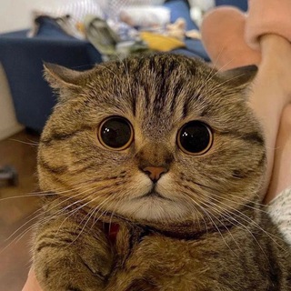 Логотип @pr0st0_krasiv0 - Мемы и красивые картинки