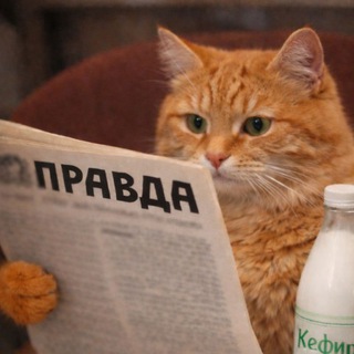 Логотип @pravda_i_kotiki - Правда и котики.