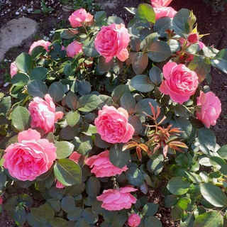 Логотип @pravleniegrigorovo - Для жителей ТСН Григорово Московская область