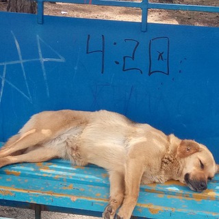 Логотип @prcck - Прицюцьки