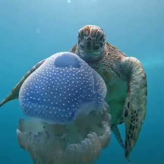 Логотип @predateli_r - ЧЕРЕП💀АХА