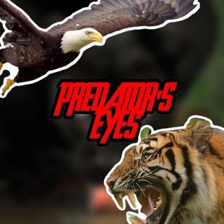 Логотип @predatorseyes - Predator's Eyes