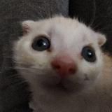 premium эмодзи