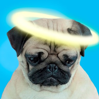 Логотип @pricolaofficial - Pricola