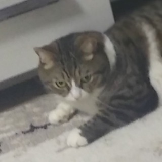 Логотип @pricoliscat - Приколы с котами и собаками