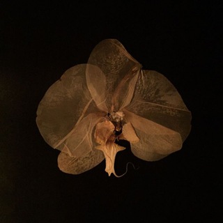 Логотип @pridymayupotom - 'панацея'