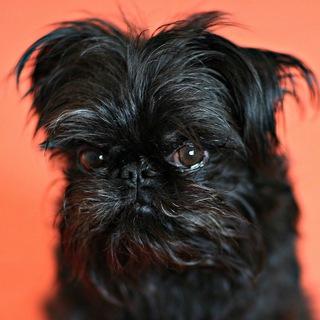 Логотип @prigay_v_akulu - Нет времени объяснять