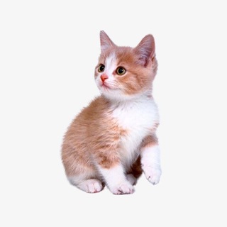 Логотип @prikol_4ikii - котята