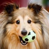 Логотип @prikoligivotnie - Юмор в мире животных.