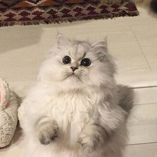 Логотип @prikolniekotyta - Прикольные котята.