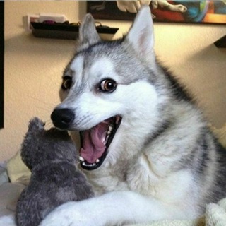 Логотип @prikolstvchannel - Приколище 🌝😝