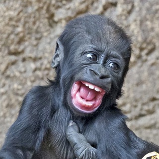 Логотип @prikolv1deo - Прикольные Видосы