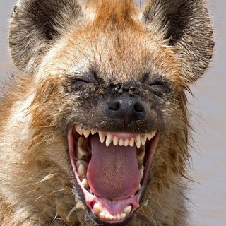 Логотип @prikolvideose - Чисто по приколу