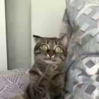 Логотип @prikoly21veka - БЕЗУМНЫЙ ЮМОР! 😜