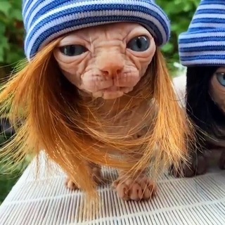 Логотип @prikoly_video01 - Приколы видео, тик ток, пранки, розыгрыши, веселье, шутки, анектоды