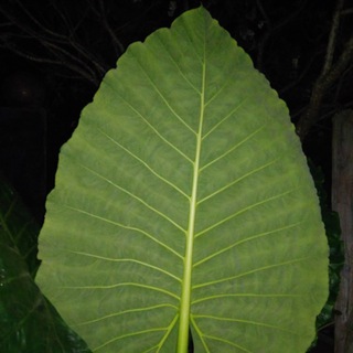 Логотип @prilozhi_podorozhnik - Приложи подорожник