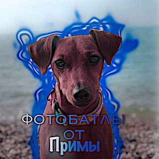 Логотип @primafbb - Конкурсы от Примы
