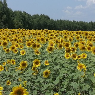 Логотип @primseloved - Селовед Приморья