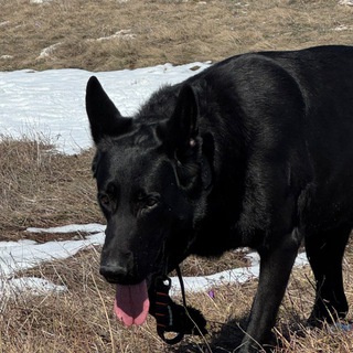 Логотип @princezordan - пленённый принц