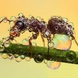 Природа | Животные | Насекомые