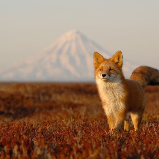 Логотип @prirodarussii - Природа России