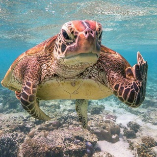 Логотип @prirodazdesy - 🌿🍃Природа