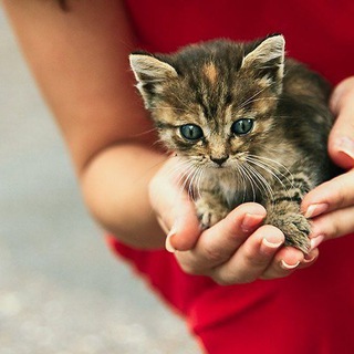 Логотип @pristroikota - Пристрой кота (г.Рубцовск),помощь бездомным животным.