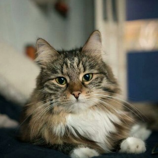 Логотип @priut50pets - Самый уютный приют 50pets