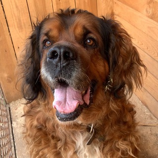 Логотип @priut70 - Волонтеры приюта «Добрые руки» Томск