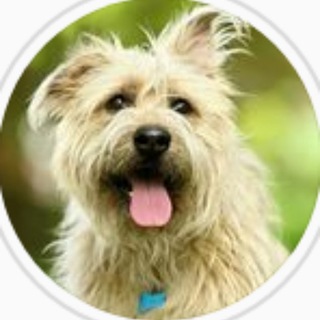 Логотип @priut_sobak_himki - Большой Машкинский Приют